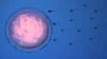 sperm going to an egg on a blue background - choosing a sperm donor concept